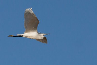Kleine zilverreiger