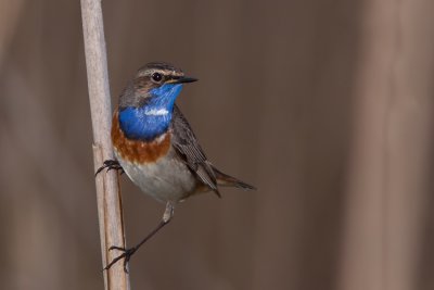Blauwborst
