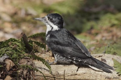 Pic  dos noir - Black-backed Woodpecker