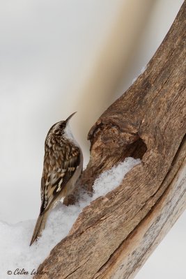 Grimpereau brun_2933 - Brown Creeper 