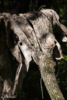 Larbre lphant_1576