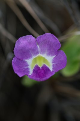 DPP_0017.JPG