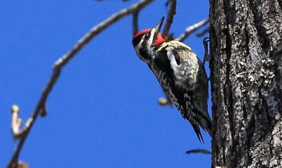 Woodpecker_9087c.jpg