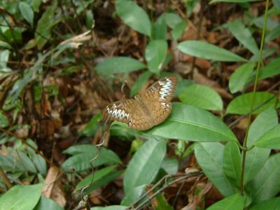bt_timah032.jpg