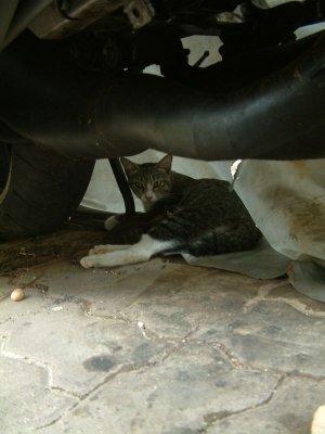 kittens aprilia 2008 - 004.jpg