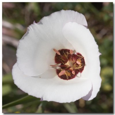 Palmers mariposa lily