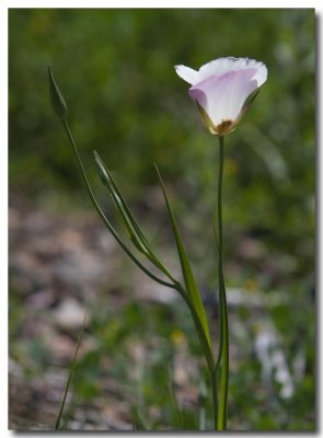 Palmer's mariposa lily