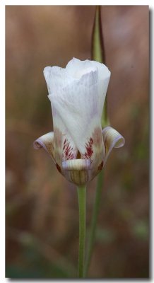 Butterfly mariposa lily