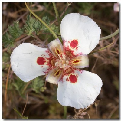 Butterfly mariposa lily