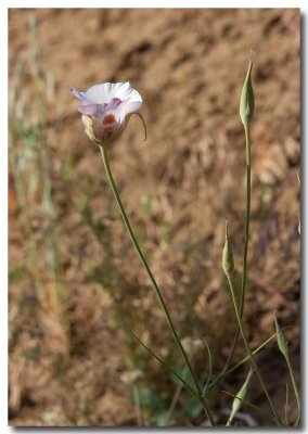 Butterfly mariposa lily