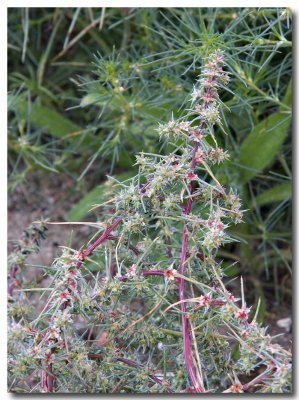 Barbwire Russian thistle