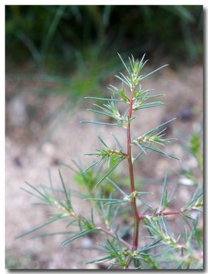 Barbwire Russian thistle