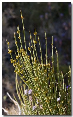 California ephedra