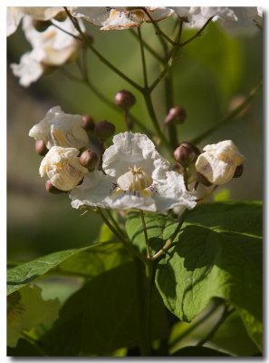 Southern catalpa