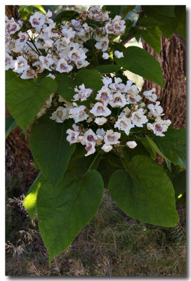 Southern catalpa