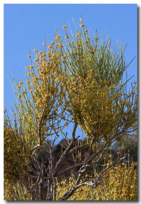 Nevada ephedra