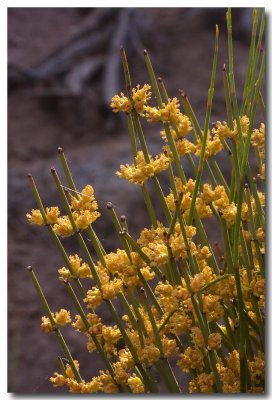 Nevada ephedra