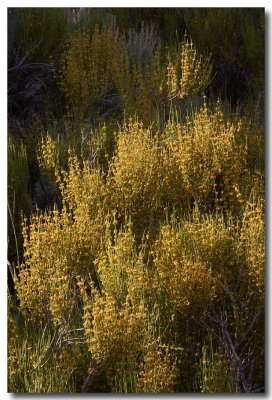 Nevada ephedra