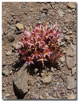 California broomrape