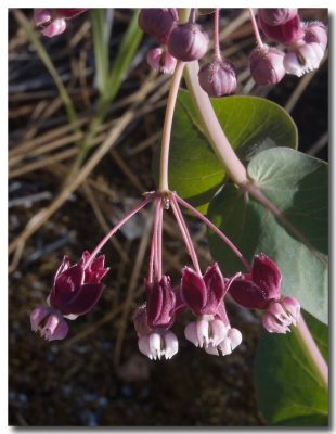 Heart leaf milkweed