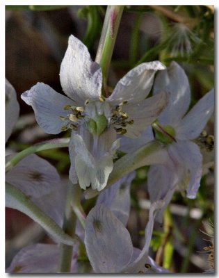 Pallid larkspur
