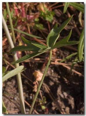 Spreading larkspur
