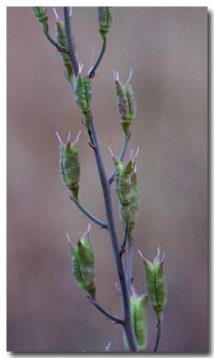 Pallid larkspur