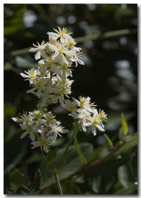 Virgin's bower