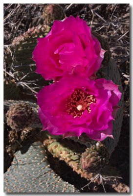 Beavertail cactus