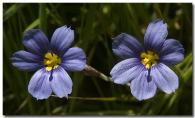 Blue eyed grass