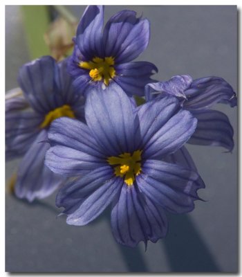 Blue eyed grass