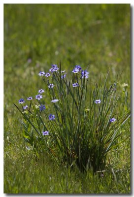 Blue eyed grass