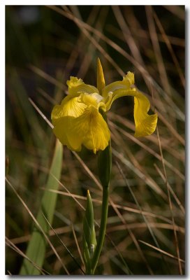 Water iris