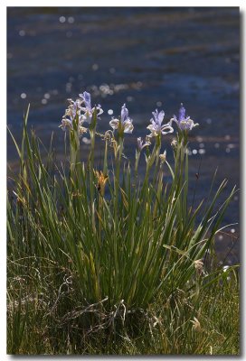 Rocky Mountain iris