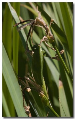 Water iris