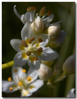 Star lily