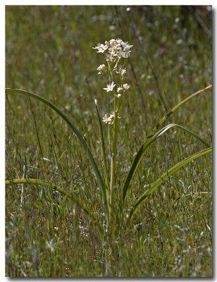 Star lily