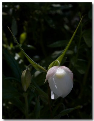 White fairy lantern