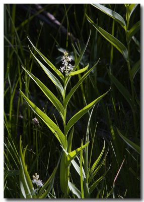 Starry Solomon's seal