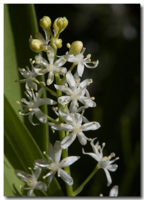 Starry Solomon's seal