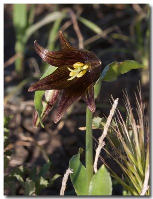 Chocolate lily