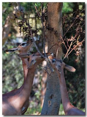 Tree lunch