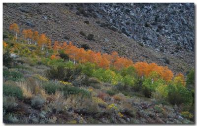 Autumn descent