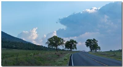 Three trees in Tehachapi