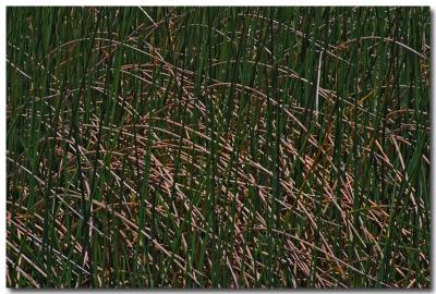 g4/73/234373/3/60269064.06051316Marshgrass.jpg