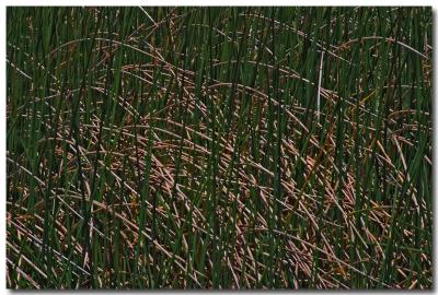 Hardstem bulrush