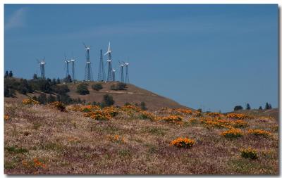 Windmills and poppies
