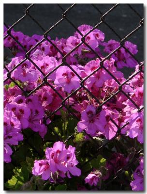 Rusty fence