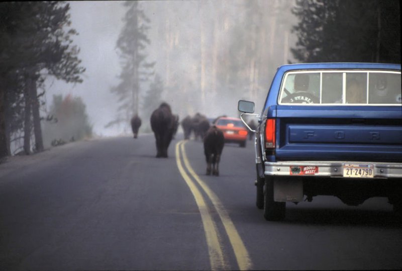 Yellowstone Traffic Jam