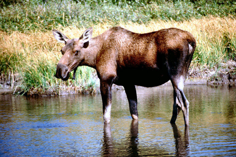 Yellowstone